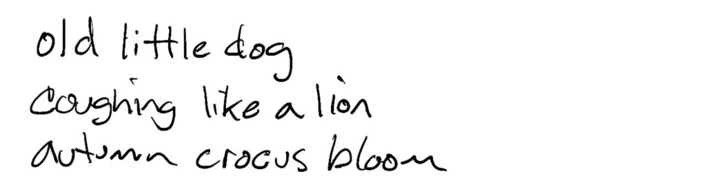 Haiku; old little dog / coughing like a lion / autumn crocus bloom