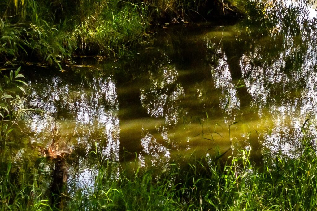 Photograph; A ponding creek under a weeping willow dappled in sunlight the resembling floating clouds.