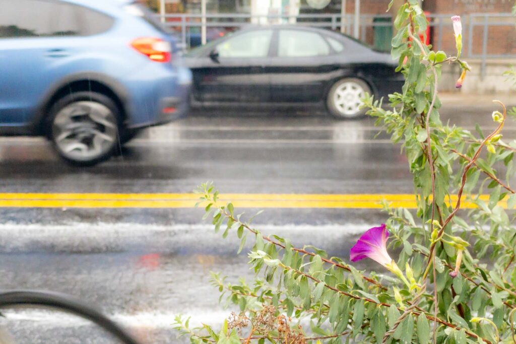 Photograph; In the corners of the photo, a car and bike moving in a blur, and a morning glory in bloom and in the center on the street autumn rain.