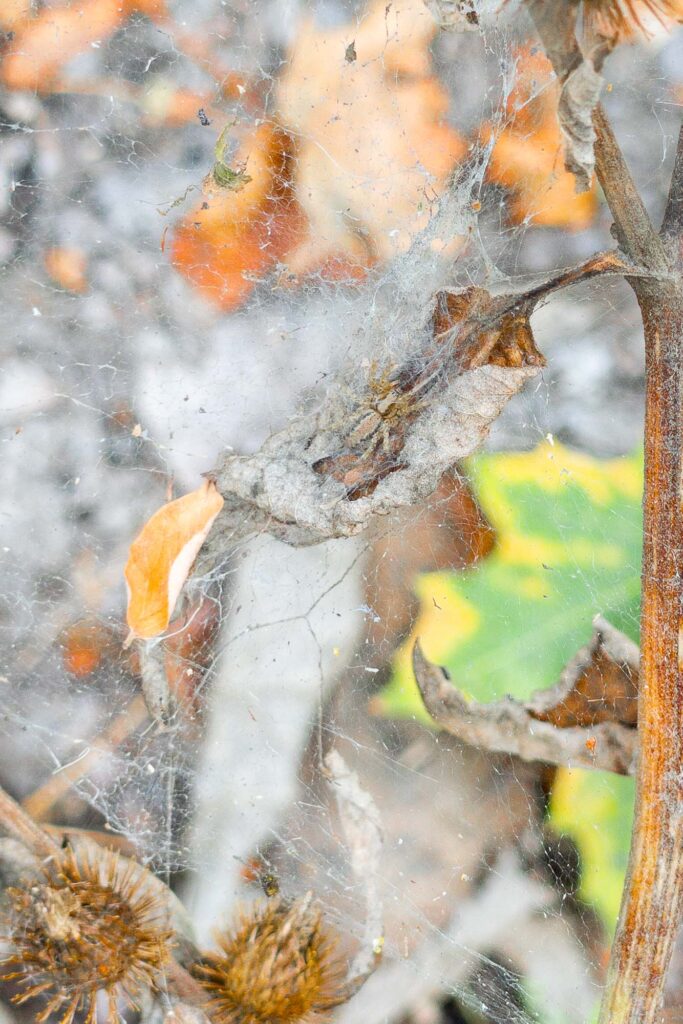 Photograph; A spider in a curled up dried leaf on a plant surrounded by its web over scattered  leaves of green, yellow, orange, and brown.
