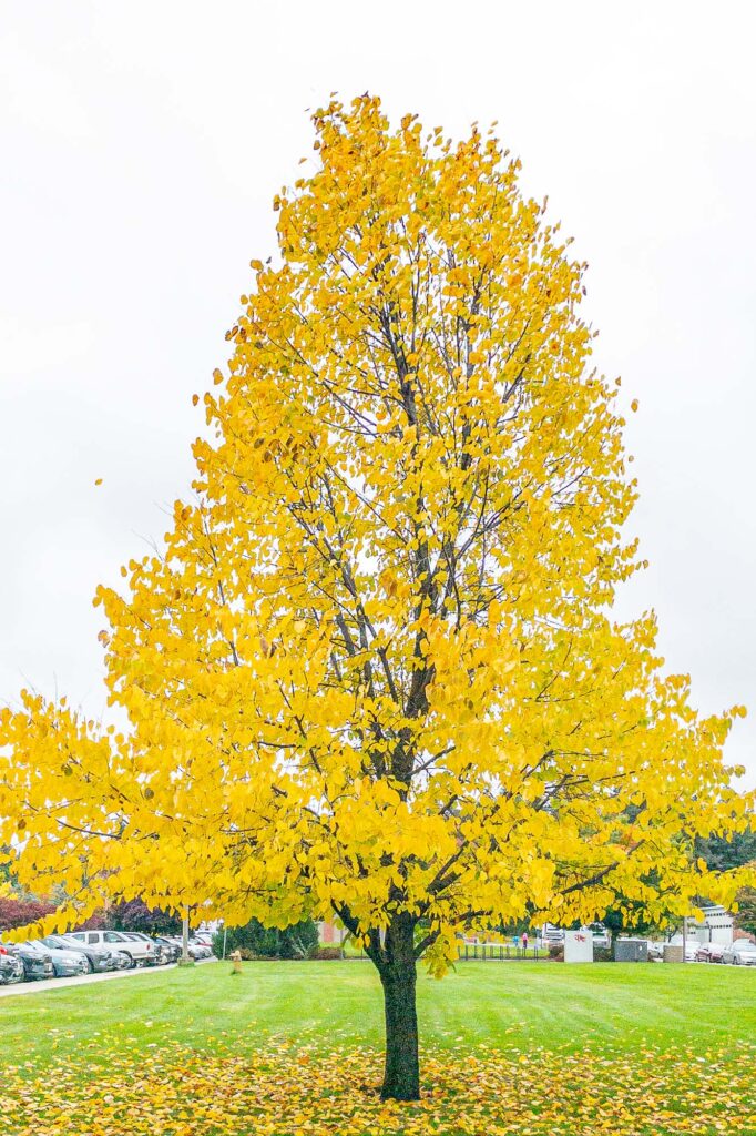 Photograph; a tree of yellow leaves under an overcast sky with one leaf flying off and several leaves scattered below on the ground.