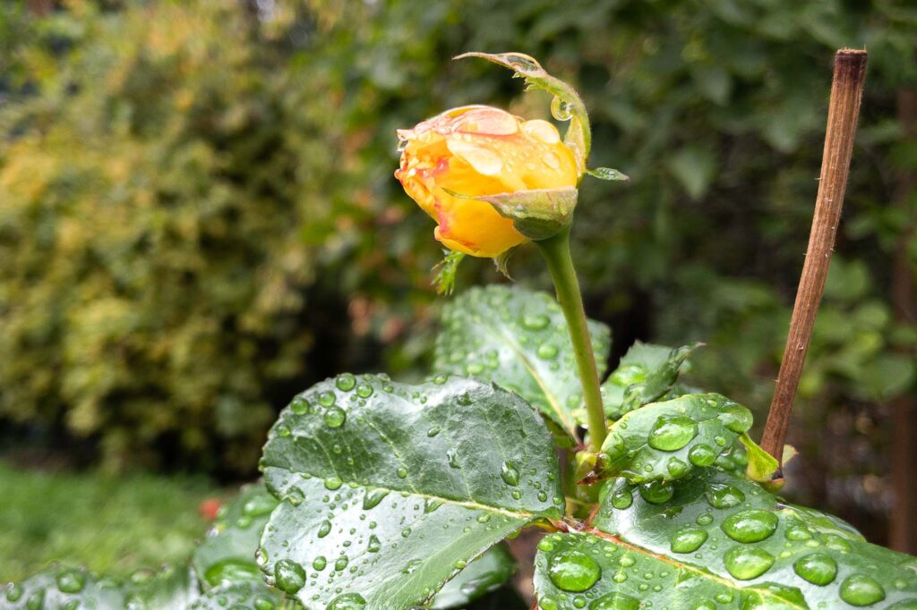 Photograph; a yellow and read rose bud next to a dead cut rose stem in  autumn rain. 