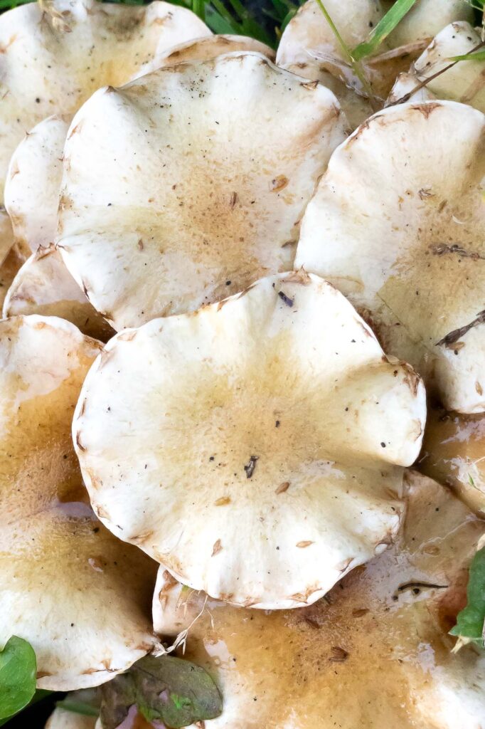 Photograph; Flat mushrooms caps moistened in the morning dew in grasses and weeds.

