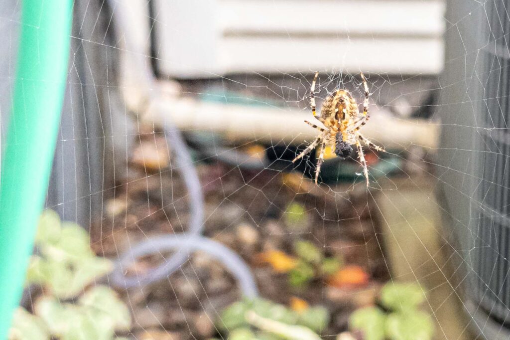 Photograph; A spider on a web, drinking from a berry between the faucet on the house and a garden hose.