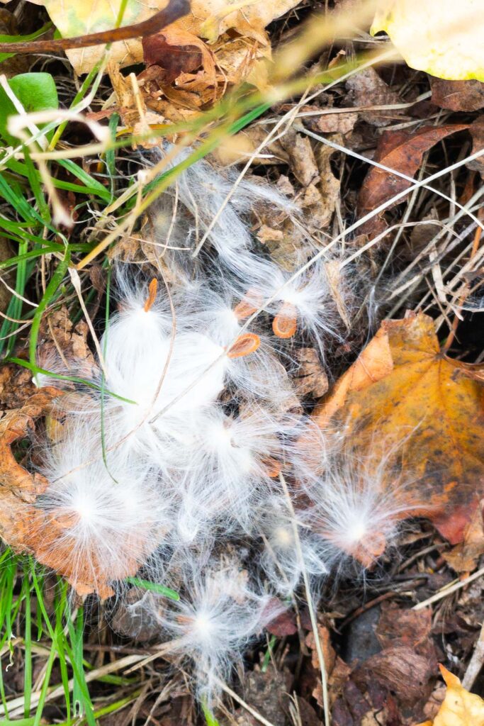 Photograph; A clump of milkweed seeds in fall leaves, and green grasses.