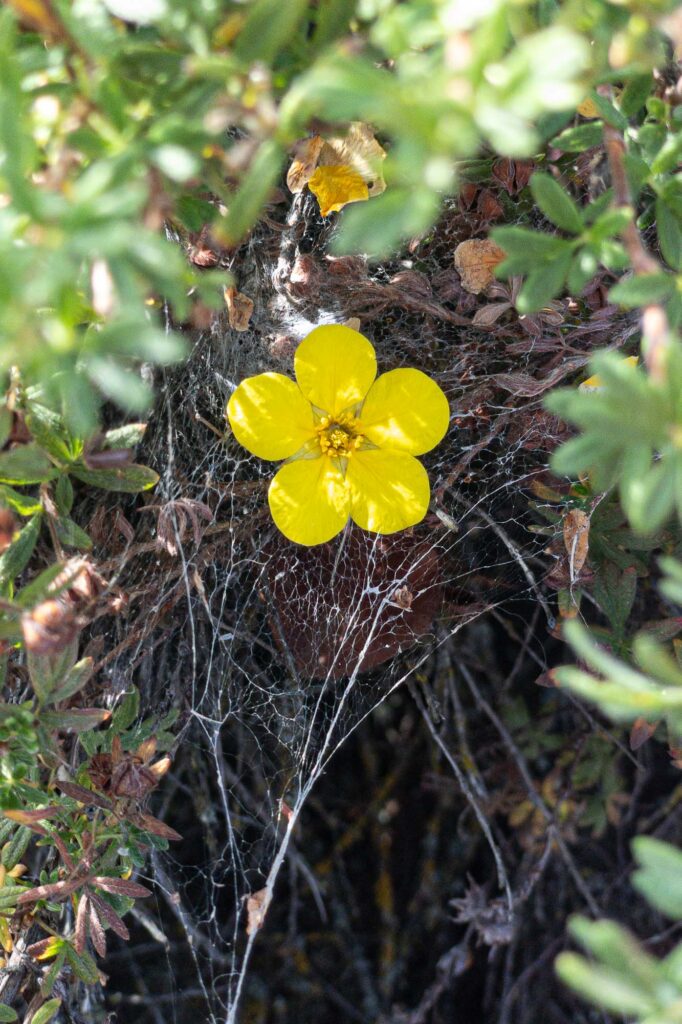 Photograph; A yellow  flower in a spider’s web in the branches of a shrub.
