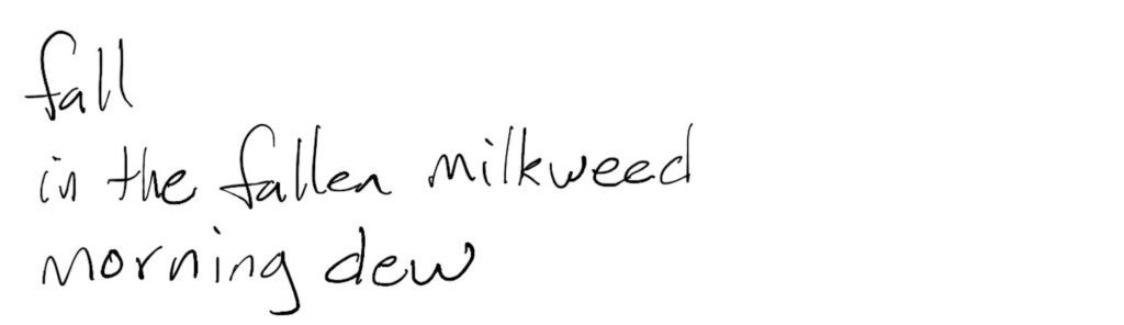 Haiku; fall / the fallen milkweed / morning dew