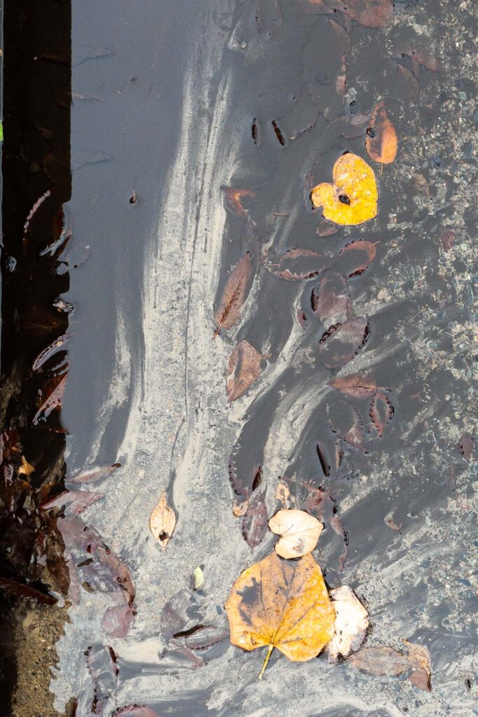 Photograph; Autumn leaves and silt in flowing water on a sidewalk at the base of a stairway.