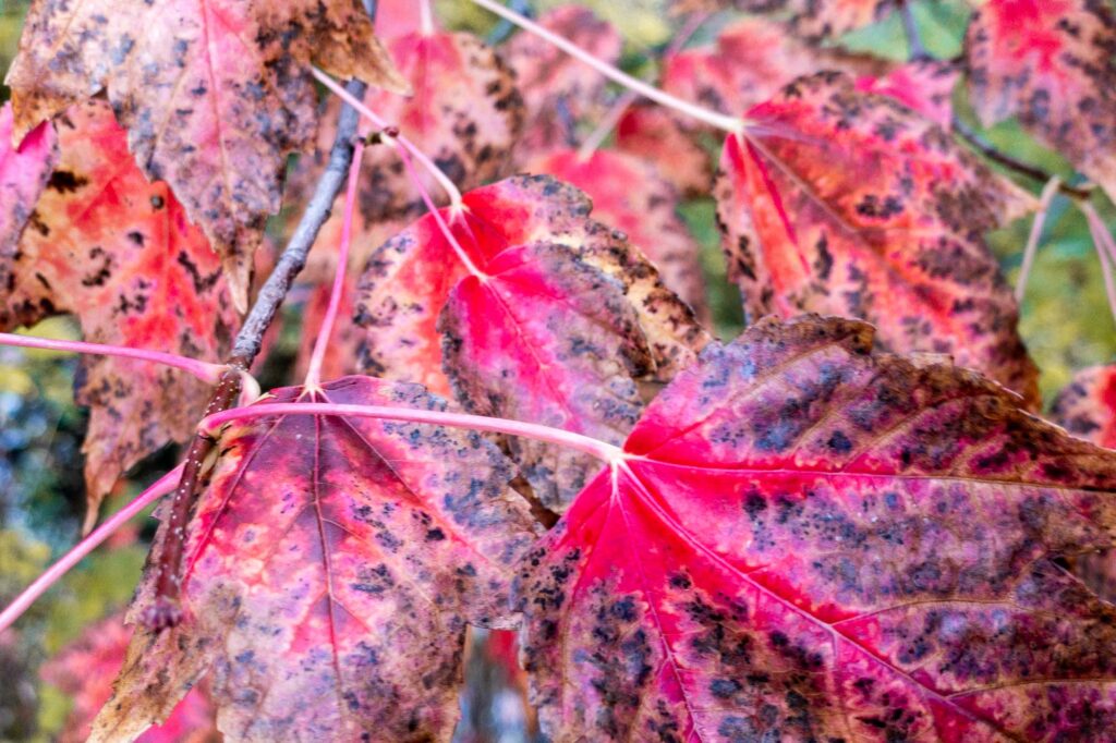 Photograph; Red Maple leaves in the fall.