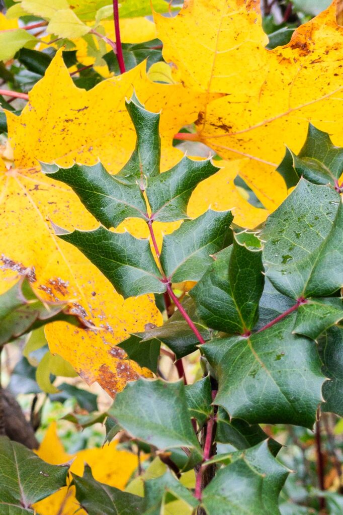 Photograph; the green leaves of an oregon grape in front of yellow maple leaves in the fall.