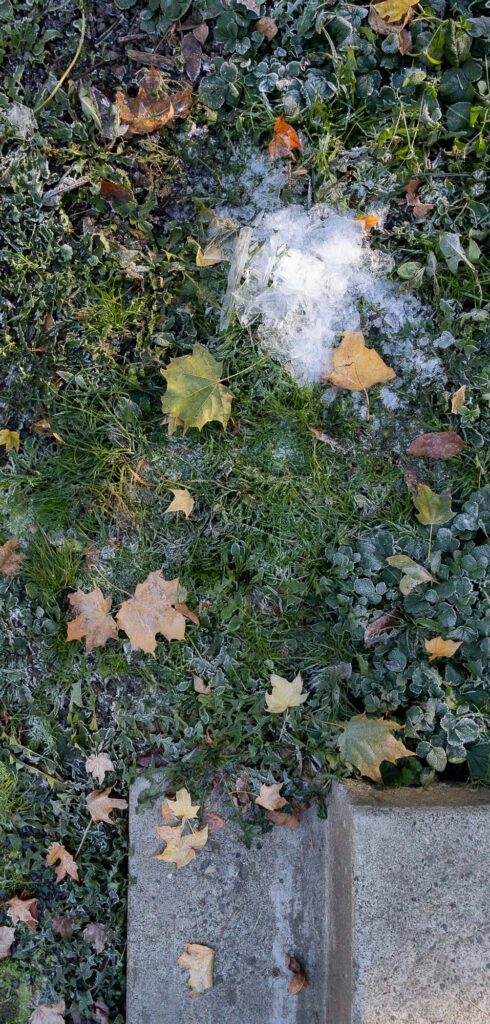 Photograph; A pile of fragmented ice in weeds and grasses, surrounded by fall leaves above concrete steps.