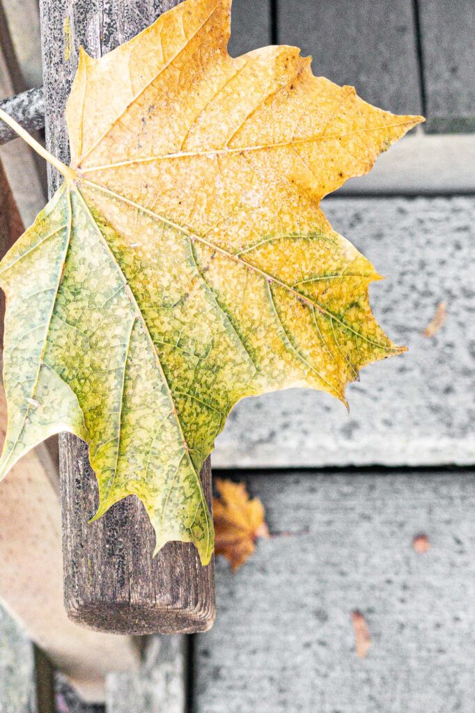 Photograph; A fall leaf changing from green to yellow that has ice particles on it hanging on a weathered handrail above a small orange maple leaf on a concrete step.