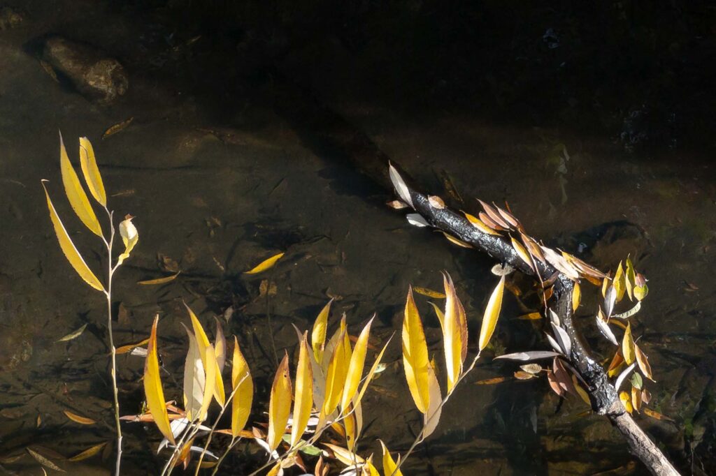 Photograph; autumn willow branch and leaves above a stream, partially in deep shadow.