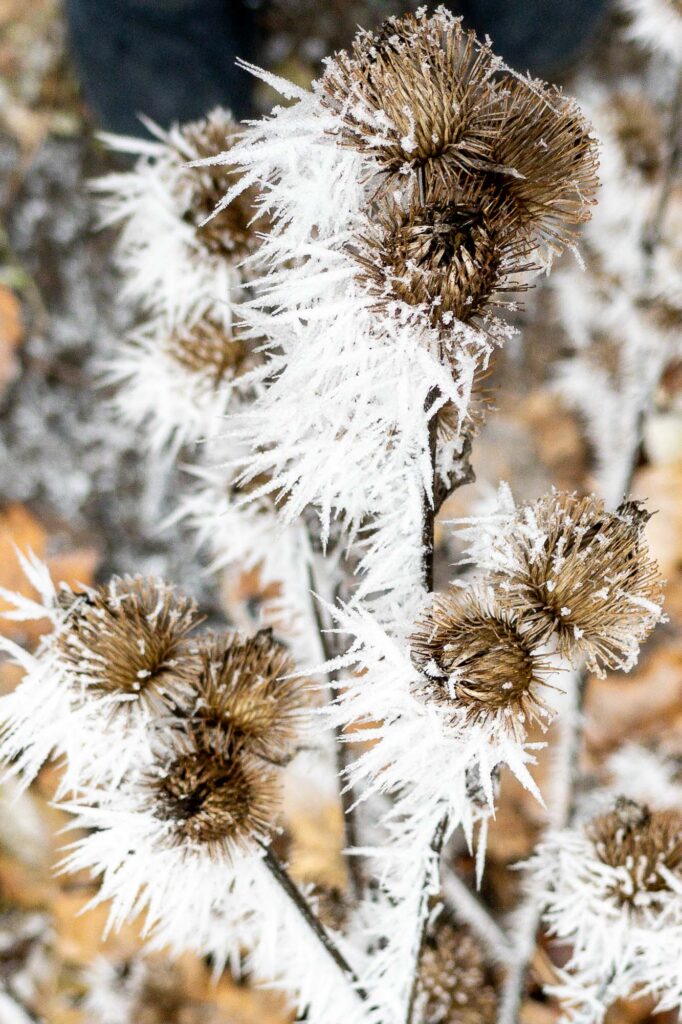 Photograph; A common burdock weed in late autumn covered in hoar frost.
