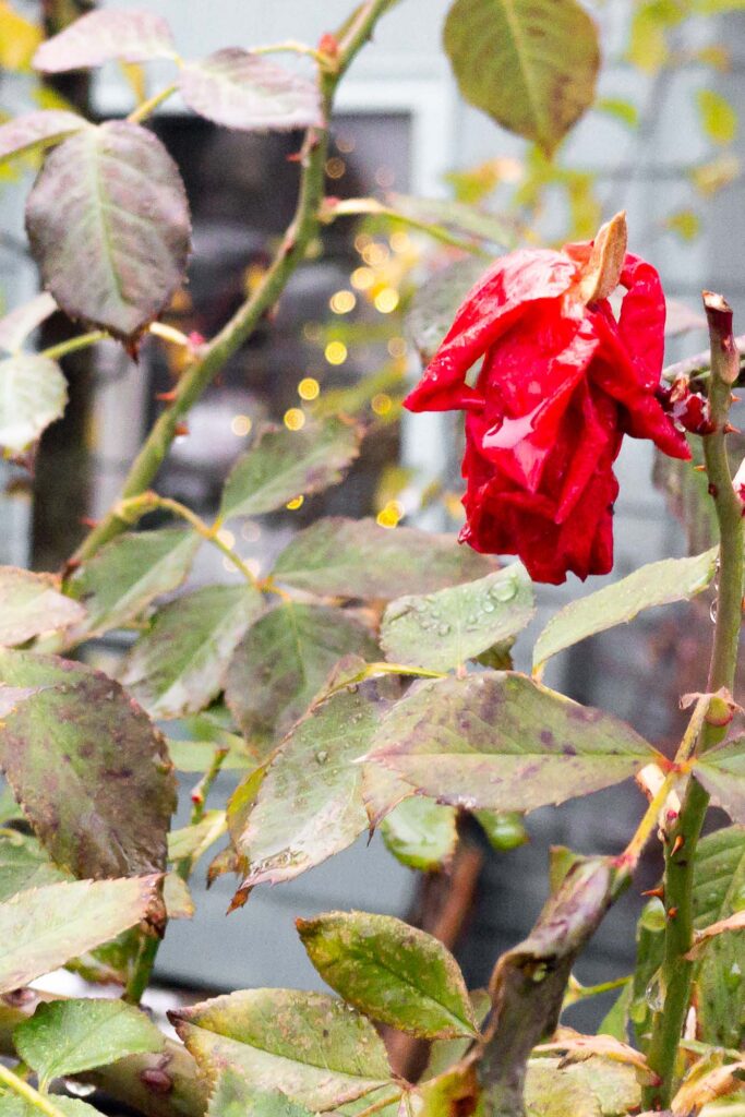 A photograph of a red rose in winter in the rain under a window with a Christmas tree with lights.
