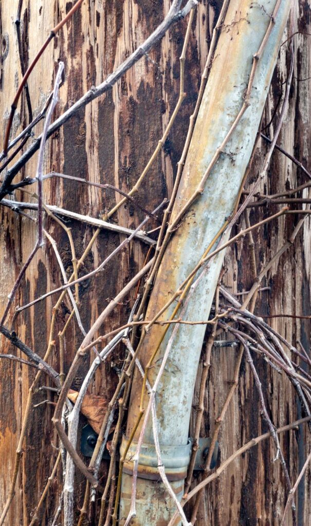 Photograph; A conduit on a power pole in leafless vines.