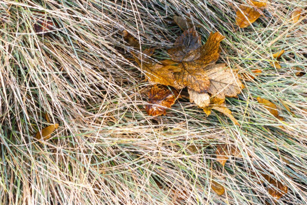 Photograph; autumn leaves tucked in a depression of grasses in midwinter.