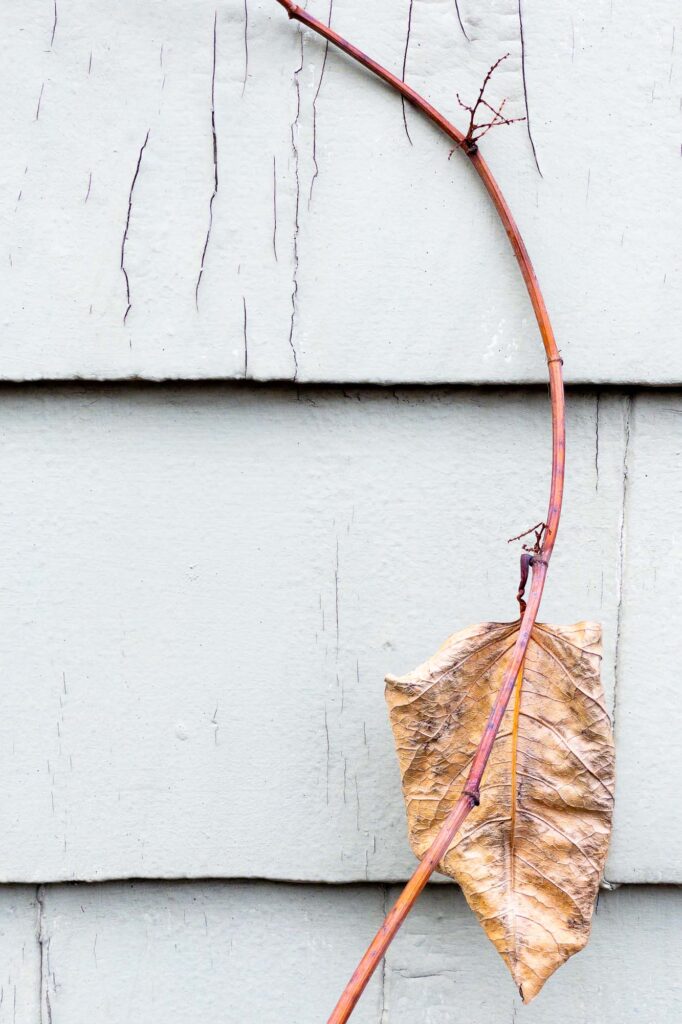 Photograph; against a garage wall of peeling paint in an alley, a single leaf on a vine