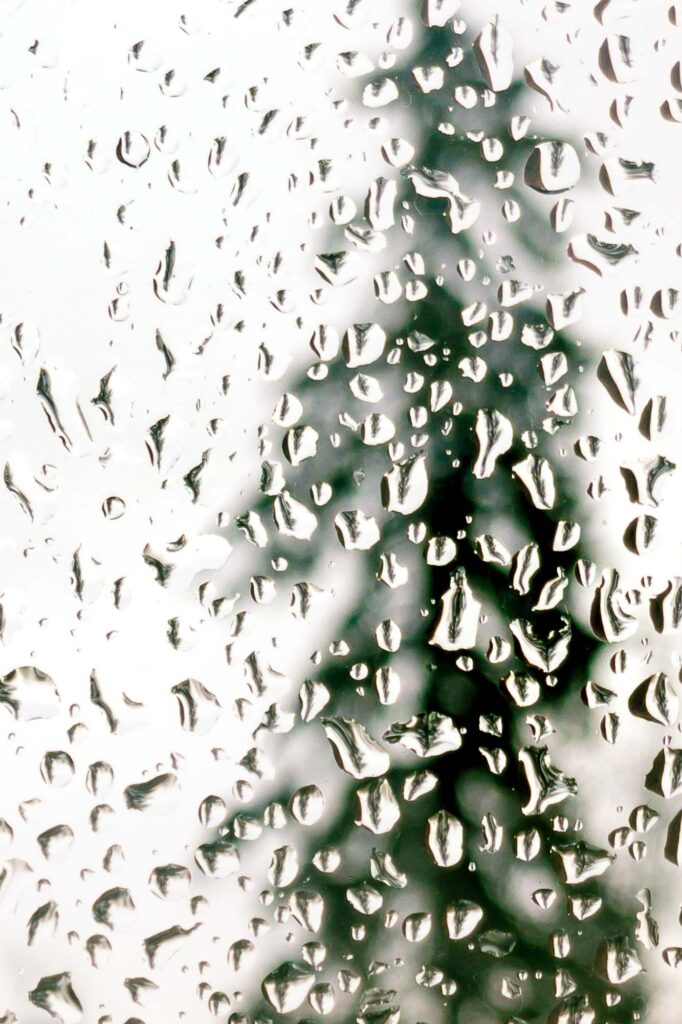 Photograph; Pine tree filled water droplets of melted snow on a warm window with a blurry pine tree in the background