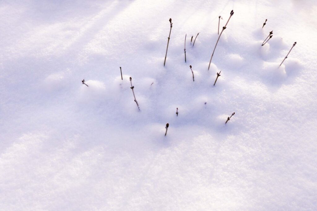 Photograph; lilac starts poke up through the snow in the morning sun.