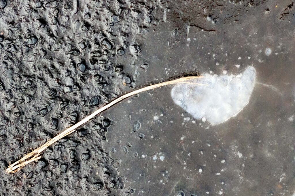 Photograph;A stem or a piece of grass part on the roadway, partly submerged in an ice puddle. One end of the grass in an ice pocket in the frozen puddle.