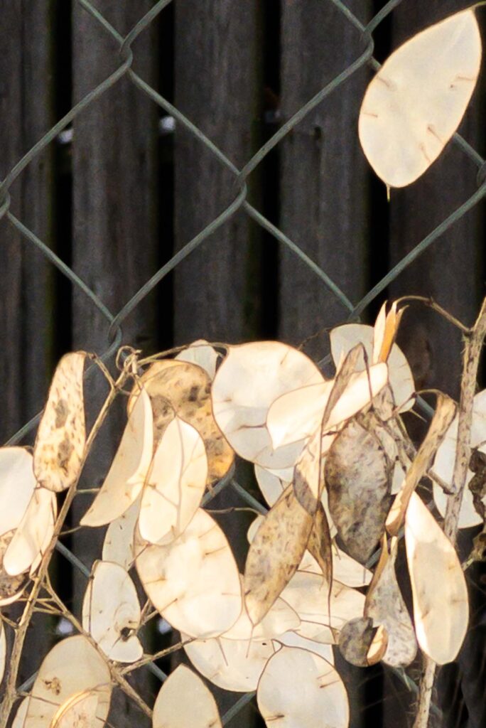 photographs; Lunaria Annua, or silver, dollar plant, against the chain-link fence, with a wooden fence in the background