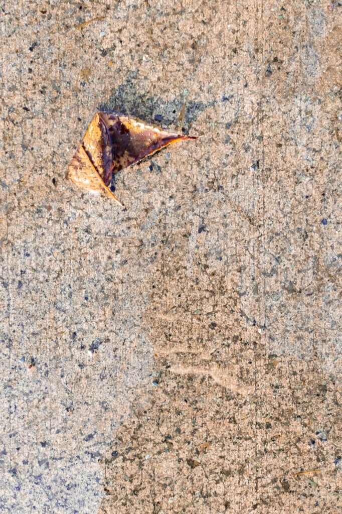 Photograph; A puddle on a sidewalk, lightly reflecting a the sky, with a brown and orange bent leaf floating in the morning winter sun.