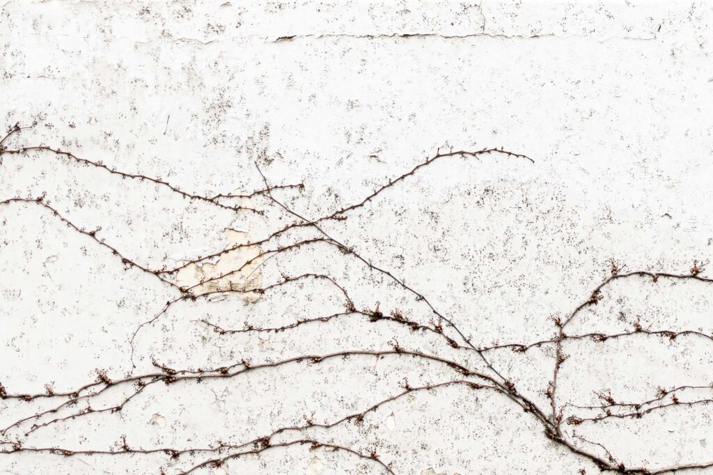 Photograph; A white concrete wall of leafless ivy branches, along with scars of past branches and cracking paint.