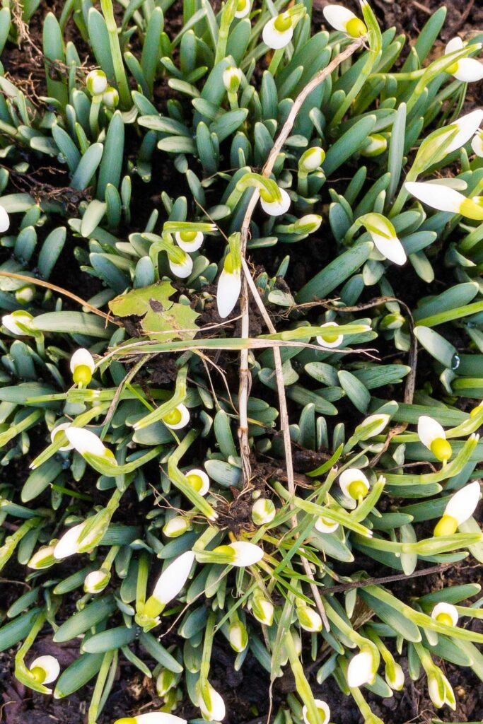 Photograph; Grass and dirt, and a muddy rooted stem lie on top of sprouting snowdrops.