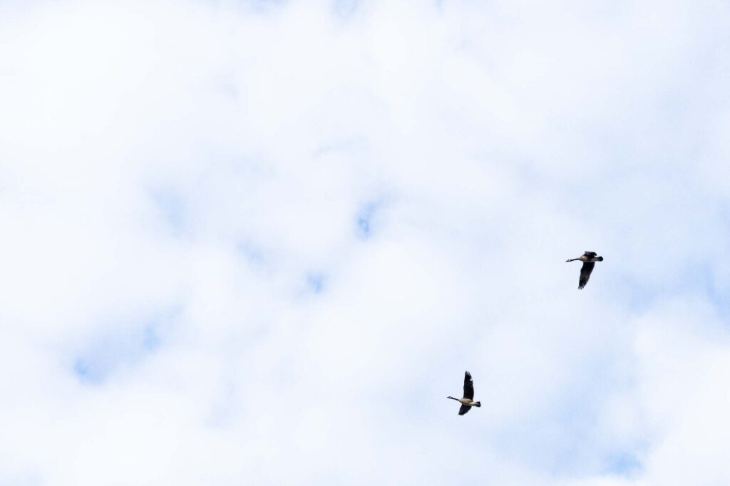 Photograph of two Canadian geese flying in a cloudy sky with a few patches of blue.