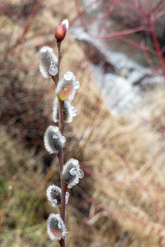 Photograph of pussy willows in late winter, with beads of melting graupel next to a creek.