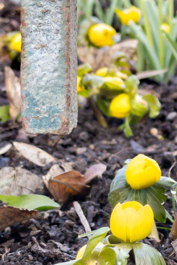 Photograph of winter aconite below cast-iron railing.