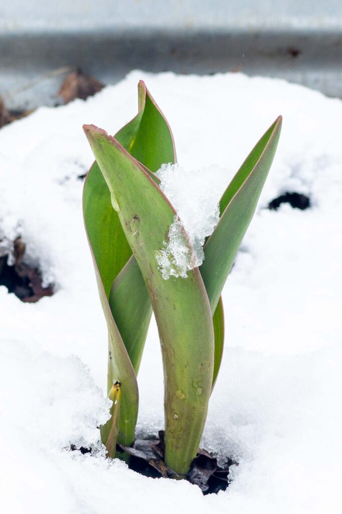 Photograph of a mound of snow perched on autumn crocus greens in the spring. 