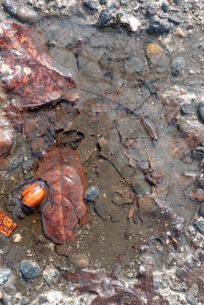 Photograph of Oak leaves, an acorn, and silt in a puddle on a worn sidewalk.