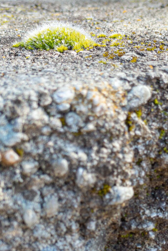 Photograph at the edge of a stone retaining wall, with clump of fresh moss covered in dew growing on top in the morning spring sun.