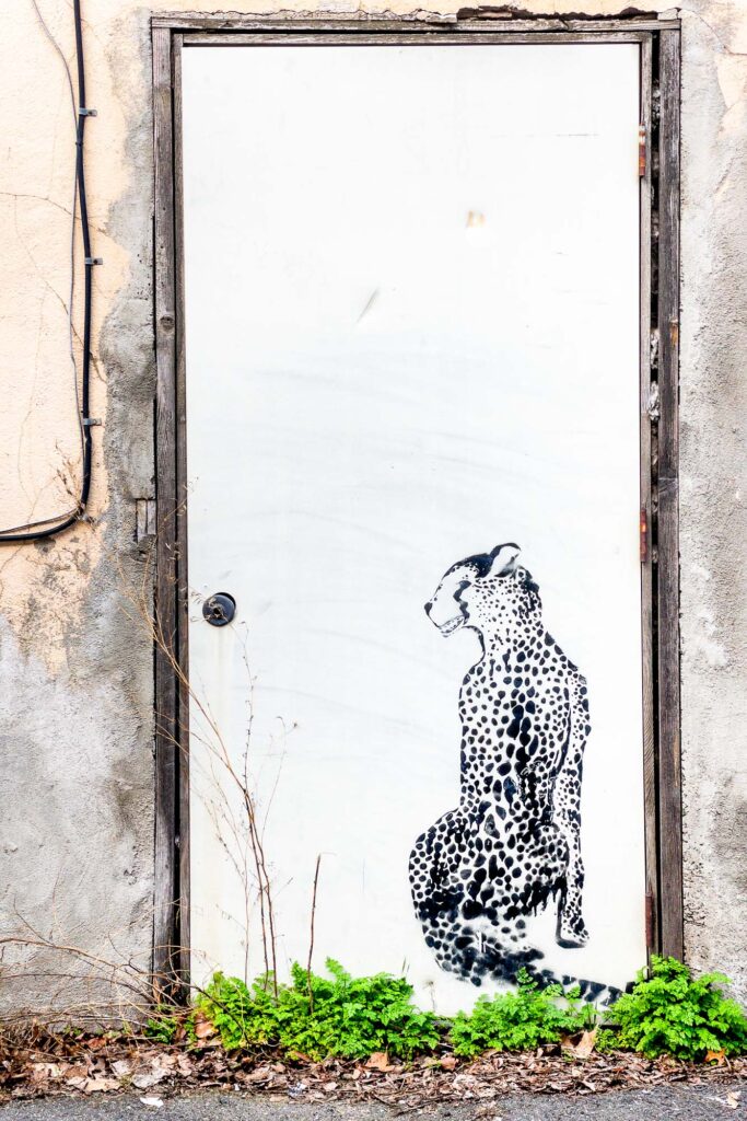 Photograph of an abandoned door in an alley with a painting of a cheetah and at its base, new growth of spring Bur Chervil .