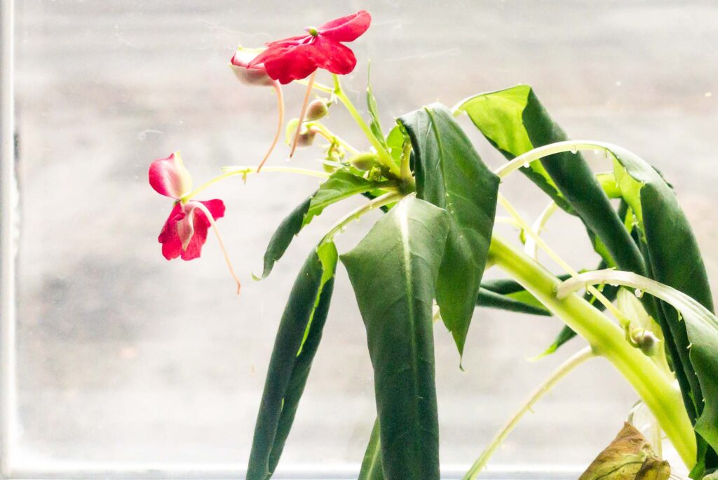 Photograph of an impatiens cut sitting in a glass of water with wilting leaves, old blooms and new blooms in a windowsill.