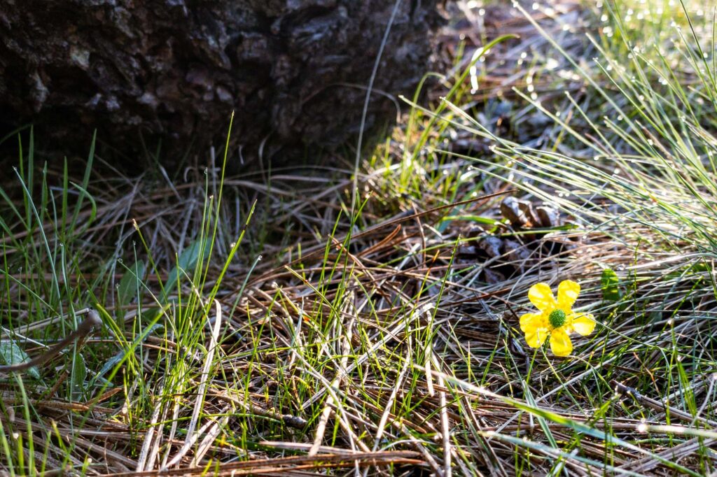 Photograph; In the morning dew a sagebrush buttercup in the sunlight below a basalt stone.