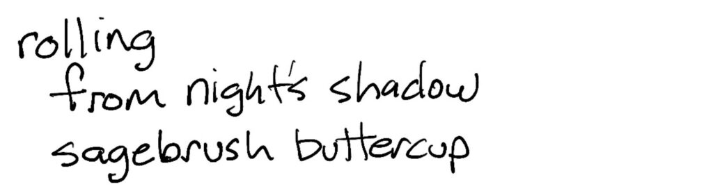 Haiku; rolling/from night’s shadow/sagebrush buttercup
