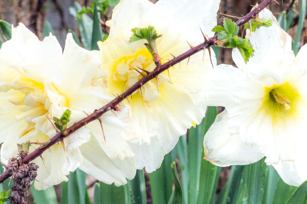 Photograph, a red branch of thorns with sprouting green leaves in front of a row of white and yellow daffodil blooms.
