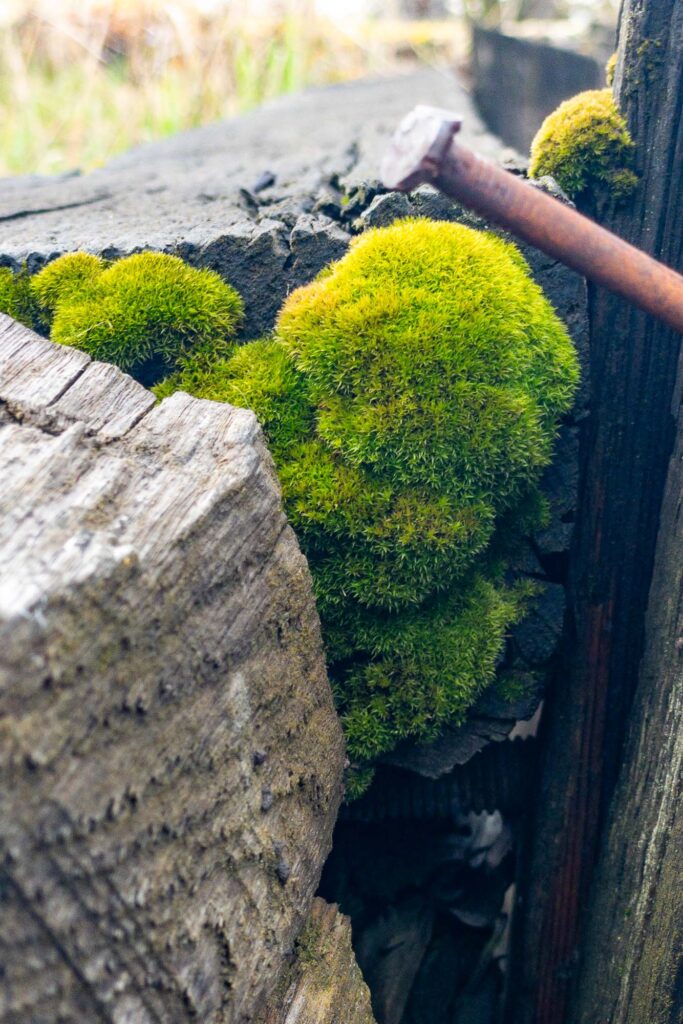 Photography; Moss blooms in a crevice of railroad ties under a rusty nail and grasses.