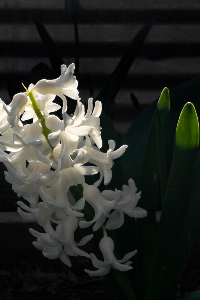 Photograph of white hyacinth blooms and green leaves partially in the morning sun.