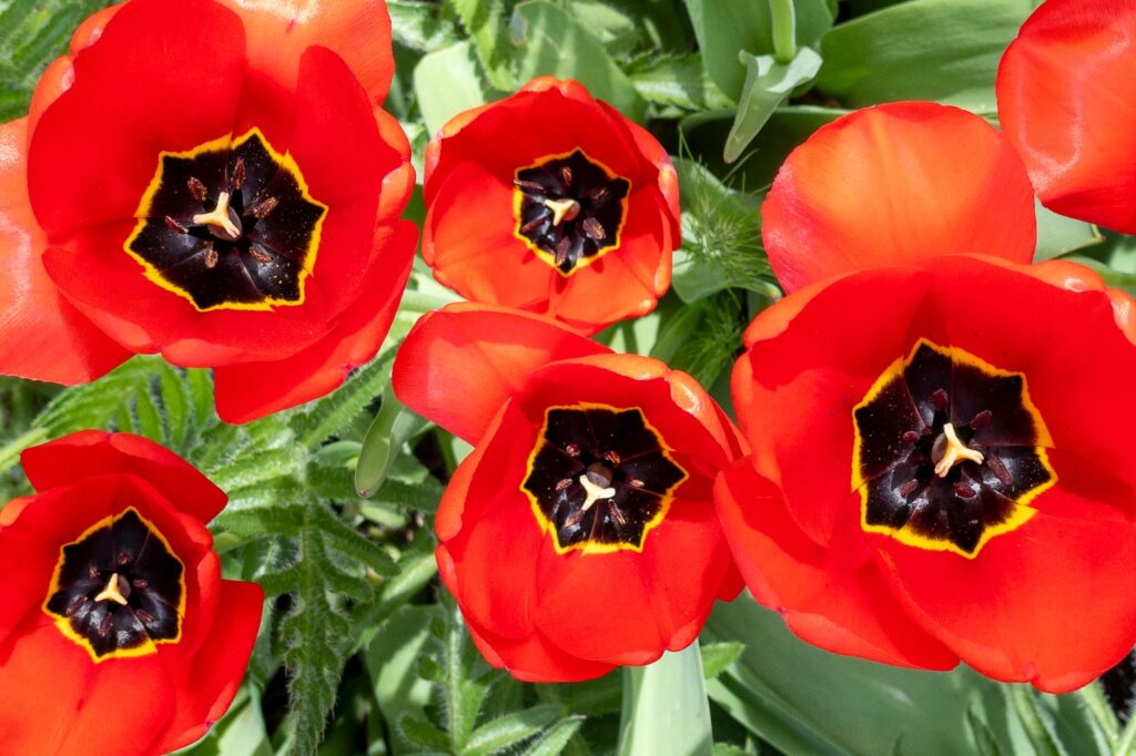 Photograph of red tulips and bloom.