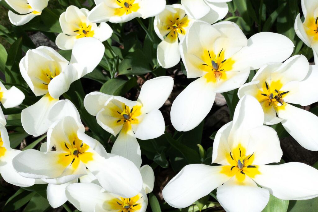 Photograph of garden tulips in bloom.