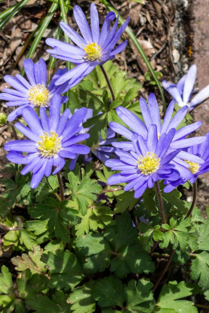 Photograph of Grecian windflower in bloom.