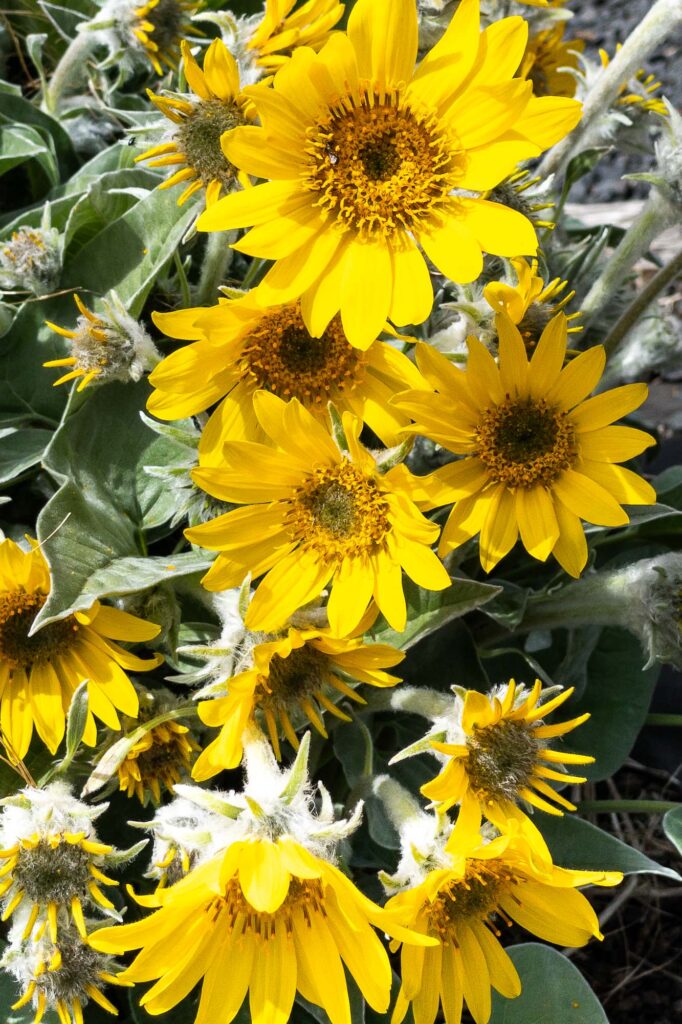 Photograph of arrowleaf balsamroot in bloom