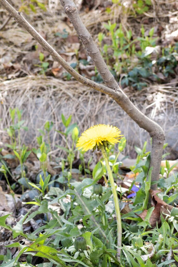 Photograph of an overgrown curb.  In the road a sapling that may have been previously injured and grows bent at an angle next to a  dandelion bloom.