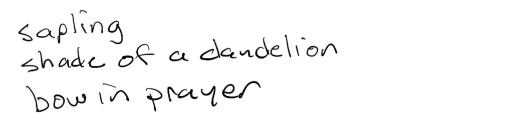 Haiku; sapling/shade of a dandelion/bow and prayer