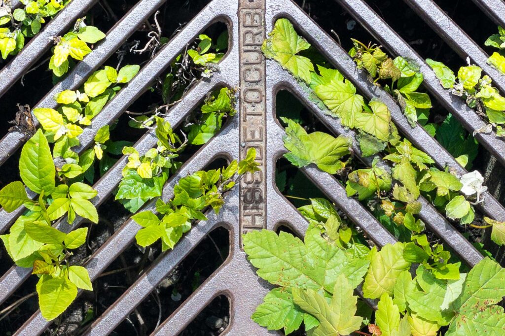 Maple and mountain ash spring saplings grow through a storm drain grate shaped like fish bones with the words “this side toward the curb.”
