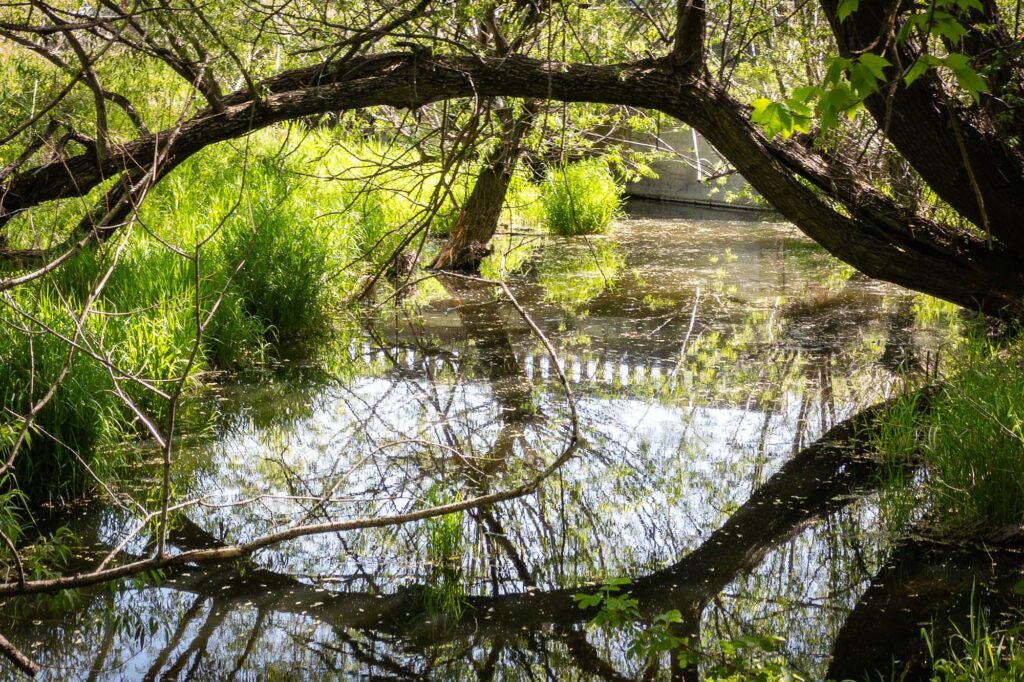 Photograph of a tree branch over a creek and reflected in the water. In the center a reflection of a roadway bridge.